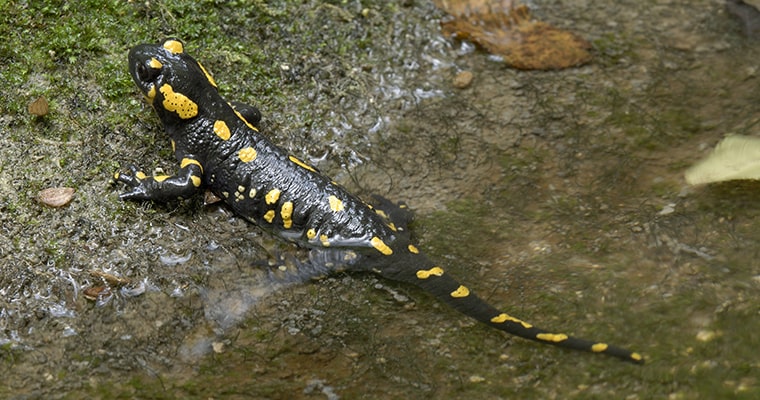 hábitat de la salamandra salamandra