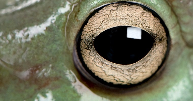 ojo de la rana arboricola