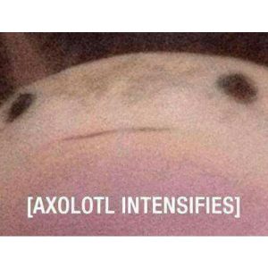 Axolotl intensifies