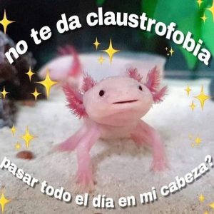 Meme Axolotl1