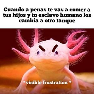 Meme Axolotl2