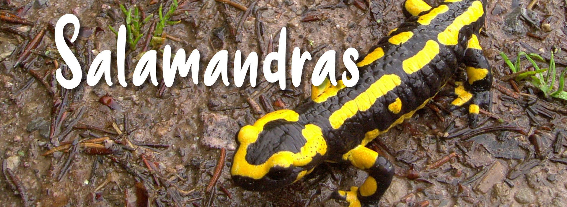 salamandras mascota