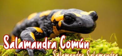 Salamandra fastuosa o común mascota nueva