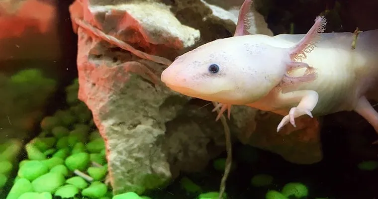 ajolote o axolotl mexicano mascota