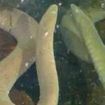 cecilia cayenne acuatica mascota