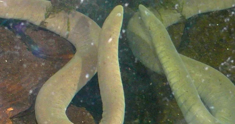 cecilia cayenne acuatica mascota