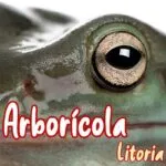 rana arboricola Litoria Caerulea mascota nueva