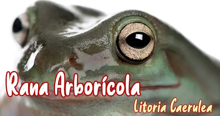 rana arboricola Litoria Caerulea mascota nueva