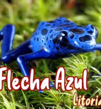 rana flecha azul mascota nueva