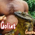 rana goliath como mascota