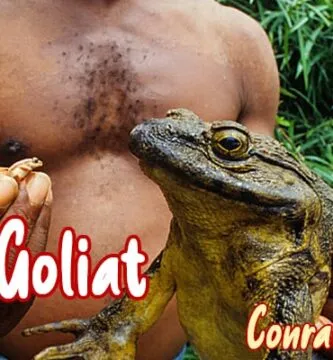 rana goliath como mascota