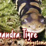 salamandra tigre mascota nueva